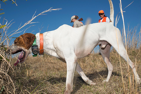 covey rise bird hunt 160