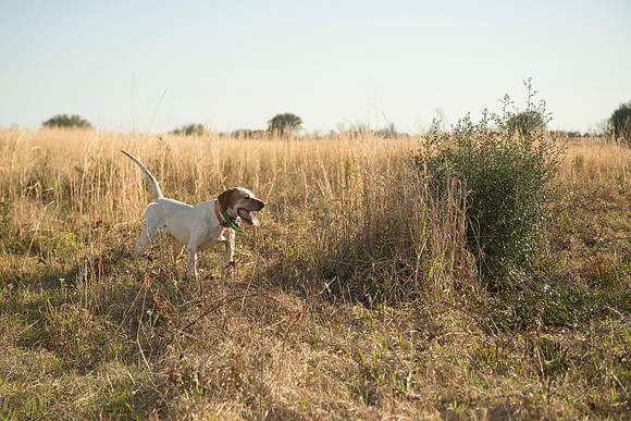 covey rise bird hunt 219