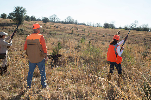 covey rise bird hunt 169