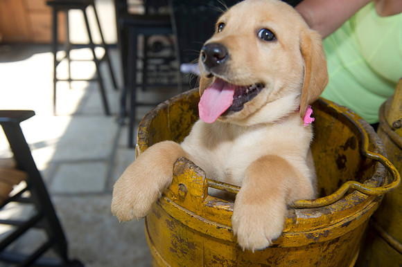 Jolie's puppys 171
