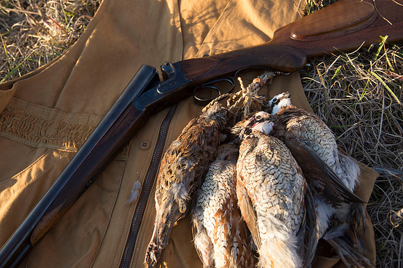 covey rise bird hunt 288