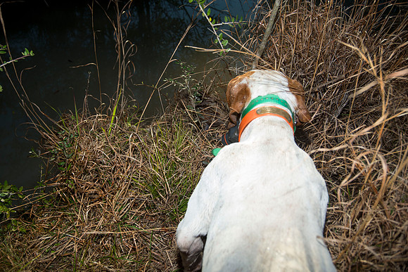 covey rise bird hunt 245