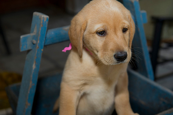 Jolie's puppys 042