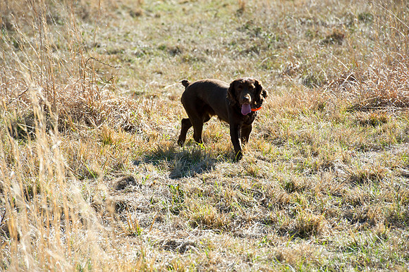 covey rise bird hunt 023