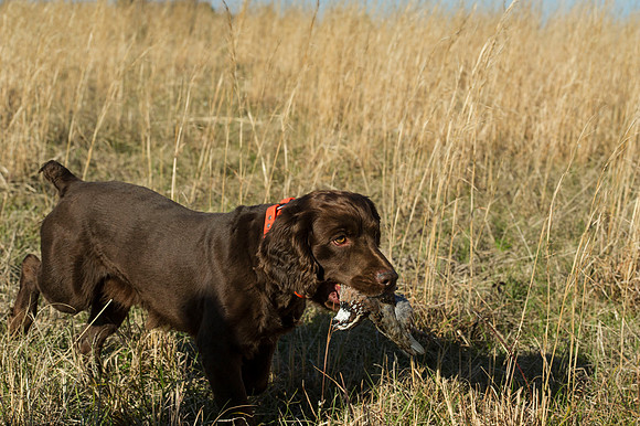 covey rise bird hunt 064