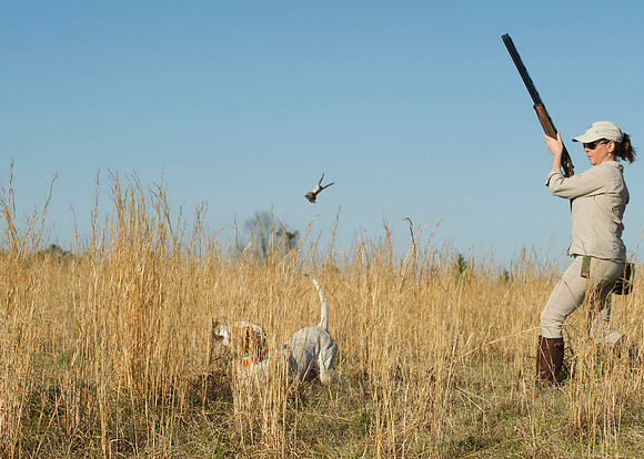 covey rise bird hunt 050