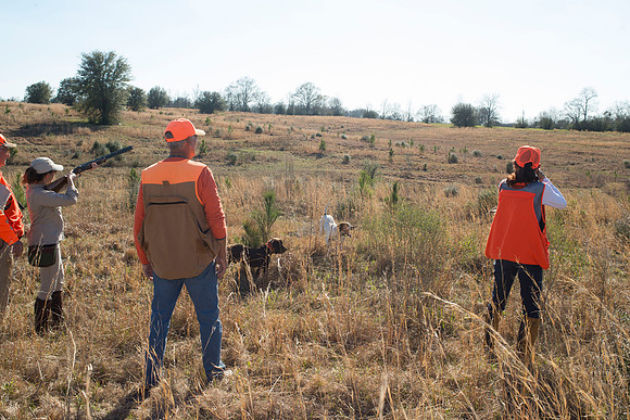covey rise bird hunt 168