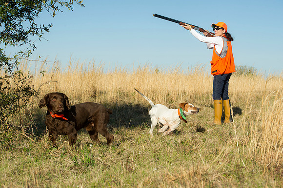 covey rise bird hunt 049