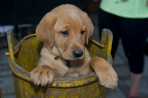 Jolie's puppys 159
