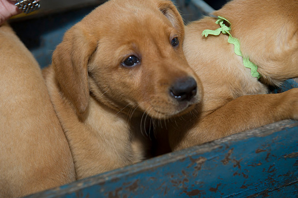 Jolie's puppys 063