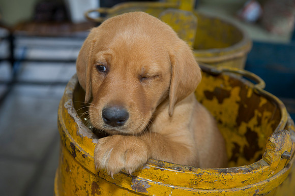 Jolie's puppys 152