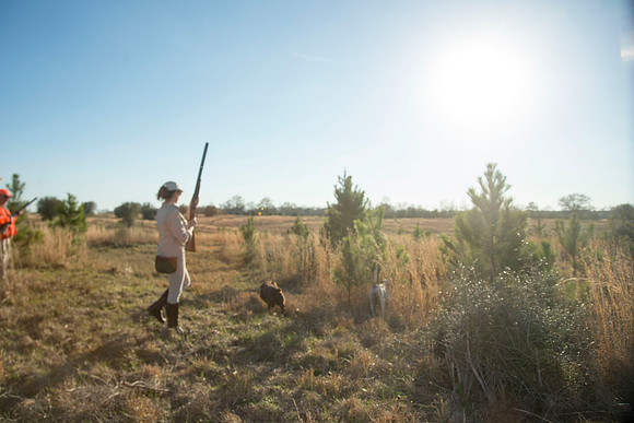 covey rise bird hunt 228