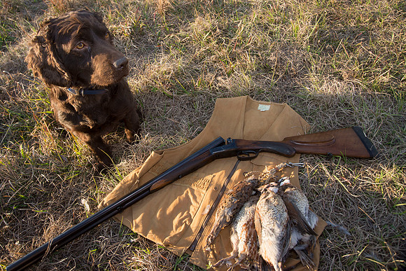 covey rise bird hunt 280
