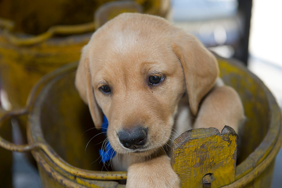 Jolie's puppys 182