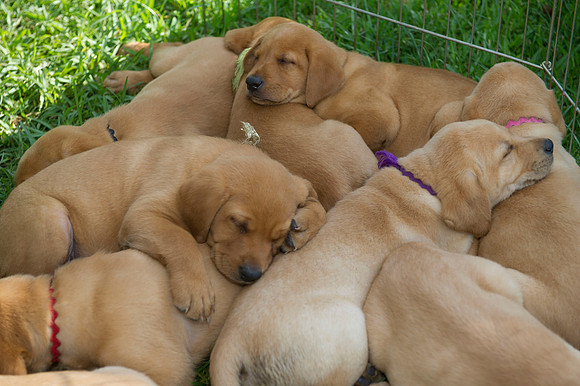 Jolie's puppys 029
