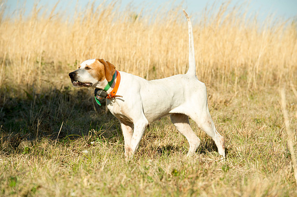 covey rise bird hunt 044