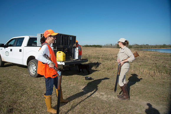 covey rise bird hunt 181