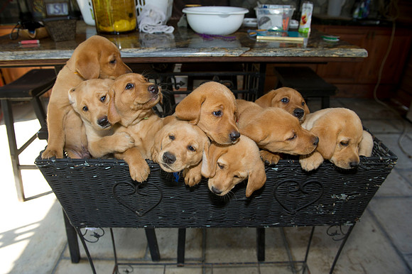 Jolie's puppys 134