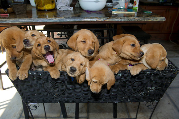 Jolie's puppys 132