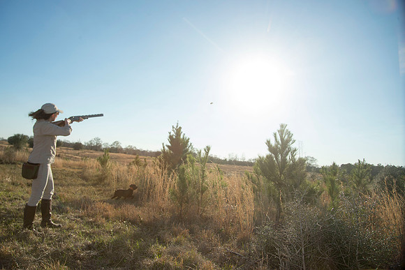 covey rise bird hunt 231