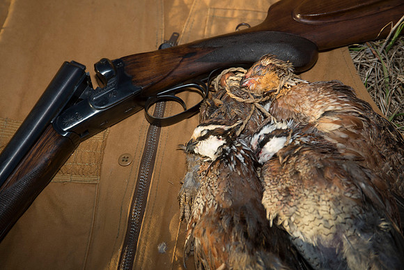 covey rise bird hunt 266