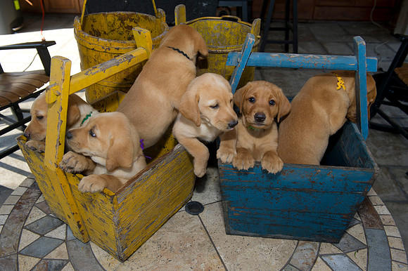 Jolie's puppys 082
