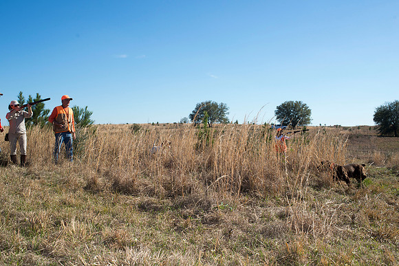 covey rise bird hunt 139
