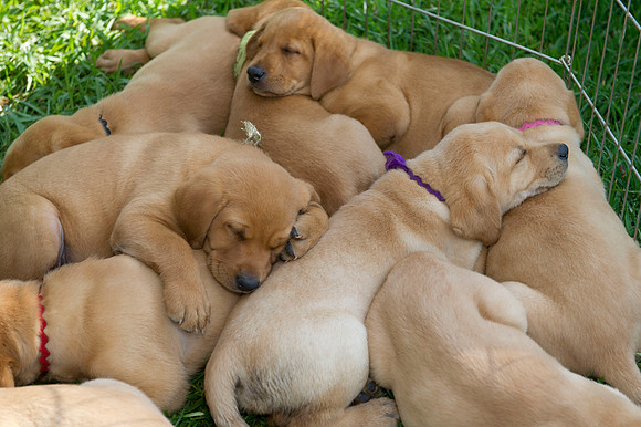 Jolie's puppys 030