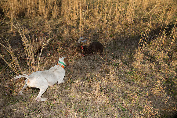 covey rise bird hunt 258