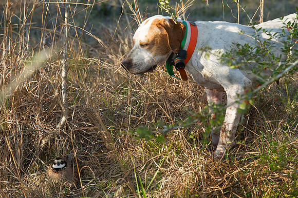 covey rise bird hunt 112