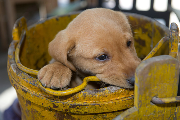 Jolie's puppys 157