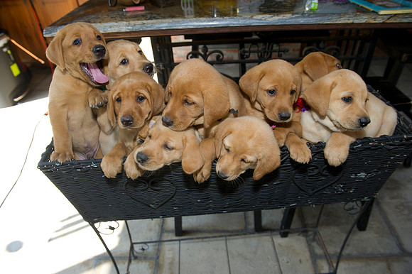 Jolie's puppys 125