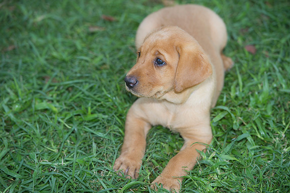 Jolie's puppys 185