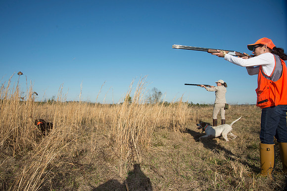 covey rise bird hunt 209