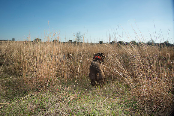 covey rise bird hunt 195