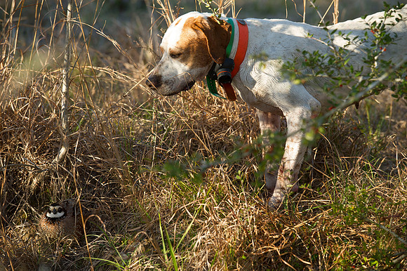covey rise bird hunt 111