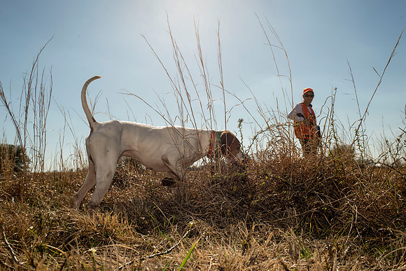 covey rise bird hunt 130