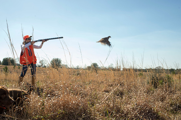 covey rise bird hunt 136