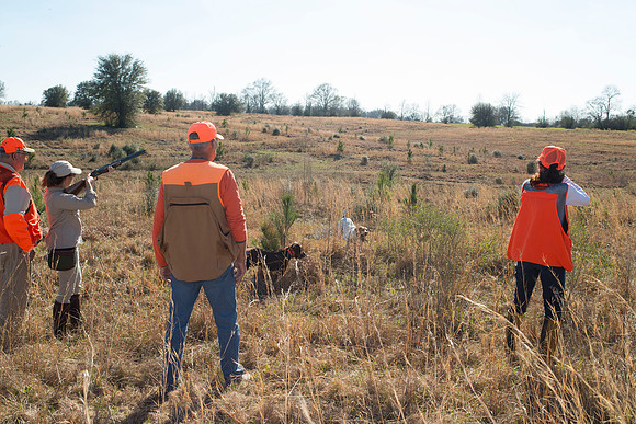 covey rise bird hunt 167