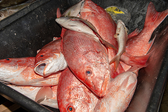 CHS fishing rodeo 2019 285
