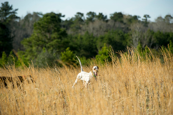 covey rise bird hunt 069