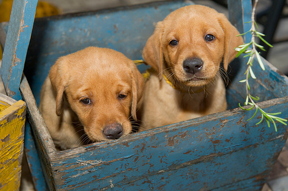 Jolie's puppys 047