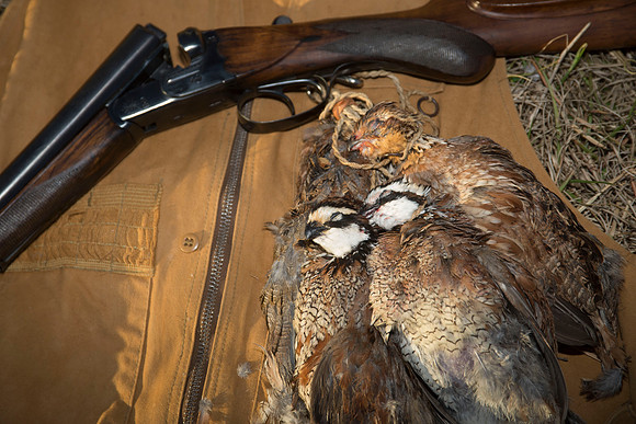 covey rise bird hunt 262
