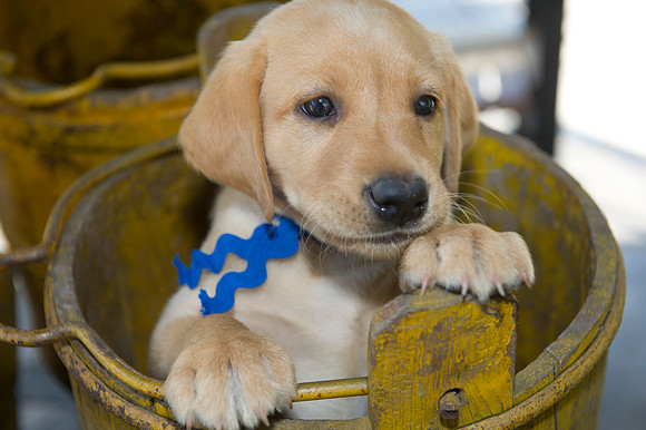 Jolie's puppys 181