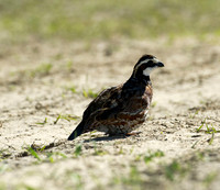 covey rise bird hunt 008