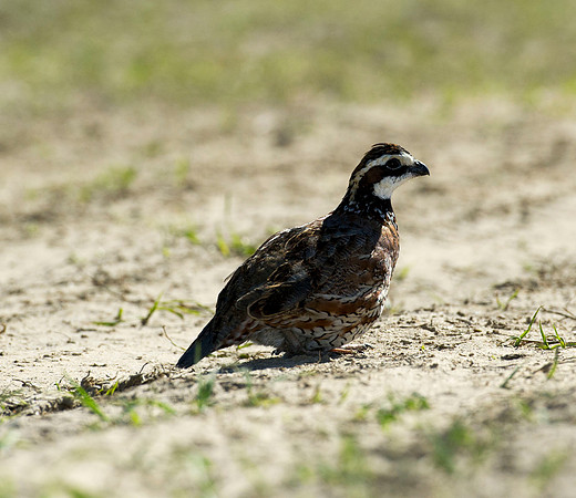 covey rise bird hunt 008
