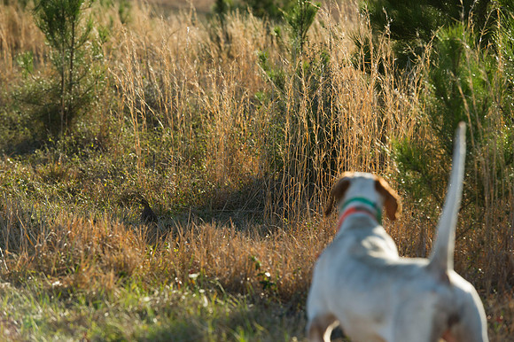 covey rise bird hunt 102