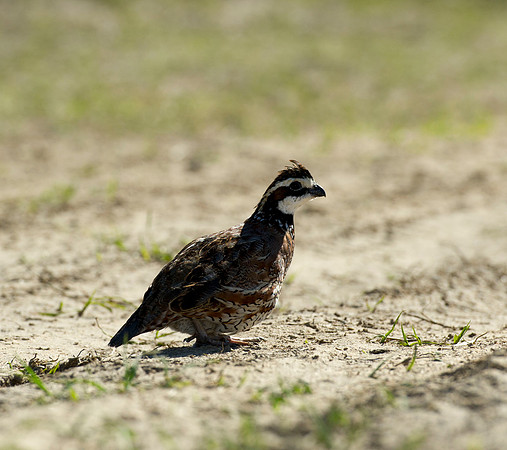 covey rise bird hunt 005
