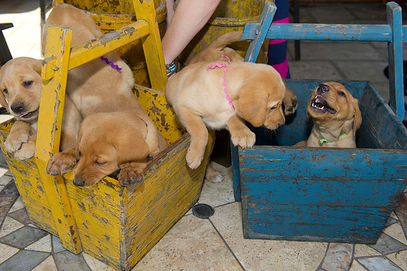Jolie's puppys 085