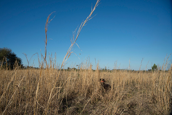 covey rise bird hunt 212